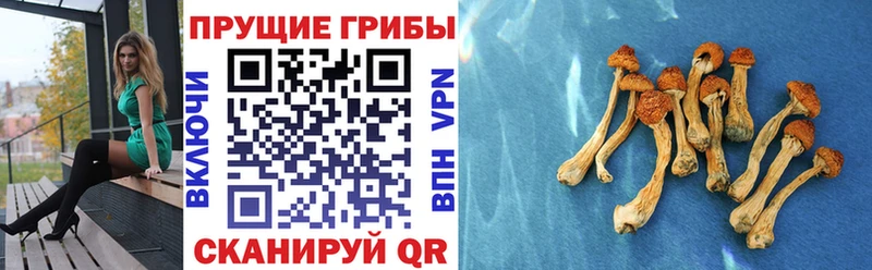 KRAKEN ТОР  это наркотические препараты  Псилоцибиновые грибы Psilocybe  Баймак 
